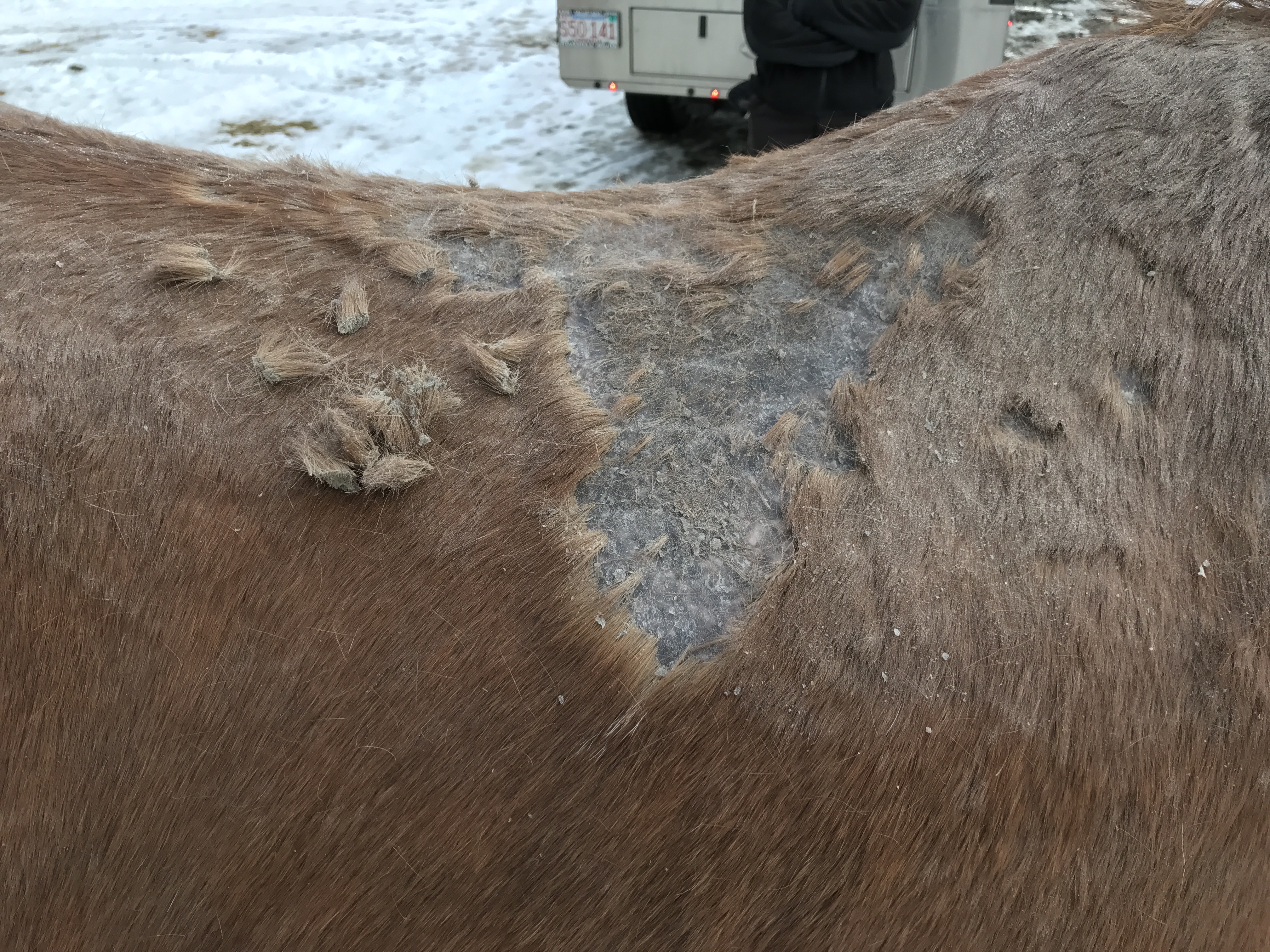 Equine Dermatology in Townsend, MA | McGee Equine Veterinary Clinic